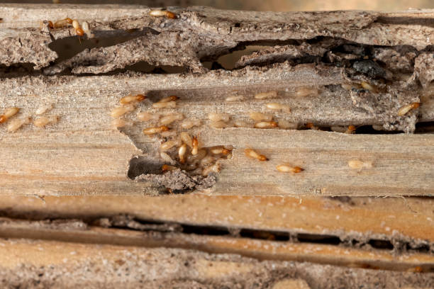 Best Pest Inspection Near Me  in New Burlington, OH