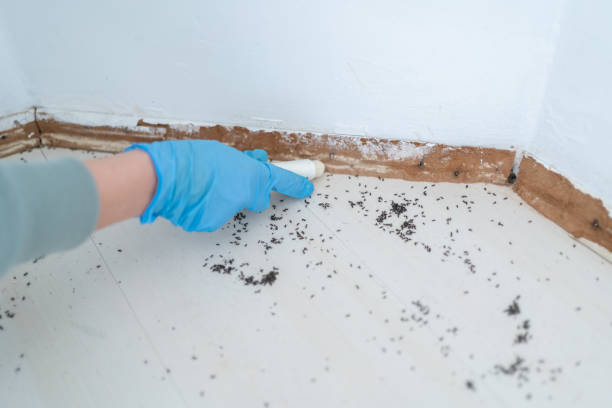Best Pest Control Near Me  in New Burlington, OH